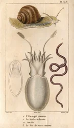 La chiocciola comune, la seppia ordinaria, il suo osso, il lombrico comune