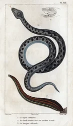La vipera comune, la sua bocca aperta con i suoi denti velenosi, il sangue officinale. "Fauna dei Medici o storia degli animali e dei loro prodotti di Hippolyte Cloquet" - Volume 6 - 1825