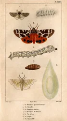Il Bombyce processionale, il suo bruco, il Bombyce della Martora, il Bombyce del Gelso, il Baco da Seta, il suo bozzolo, la sua crisalide. in 