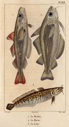 Il merluzzo, il nasello e il burbot