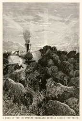 Un branco di dieci o dodicimila bufali bloccava la strada, da Il giro del mondo in ottanta giorni di Jules Verne (1828-1905) inciso da Louis Prevost, 1873