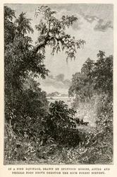 In un bel veicolo, trainato da splendidi cavalli, Aouda e Phileas Fogg attraversavano il ricco paesaggio forestale, da Il giro del mondo in ottanta giorni di Jules Verne (1828-1905) inciso da Henri-Théophile