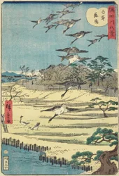 Oche domestiche a Shirahige, novembre 1861