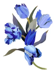 Tulipano blu