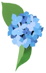Ortensia