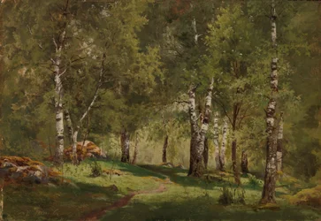 Interno di un boschetto di betulle