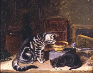 Due gatti