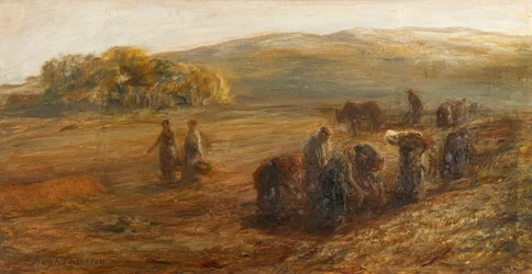 Raccolta delle patate