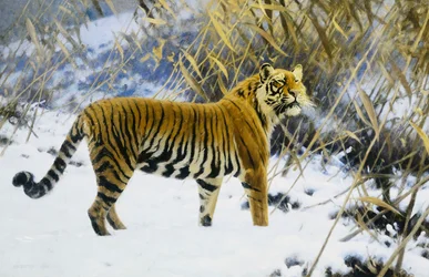 Tigre in un paesaggio invernale