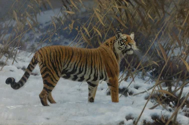 Una tigre nella neve