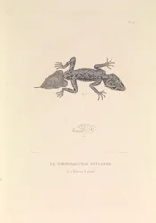 Il Gymnodactyle Phyllure