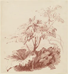 Pianta fiorita con boccioli