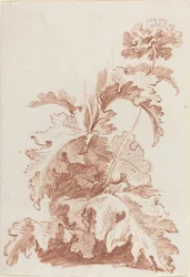 Papavero in fiore