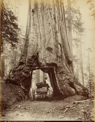 Sezione di "Wawona", 28 piedi di diametro, 275 piedi di altezza, Mariposa Grove