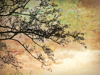 Sagoma artistica di un albero