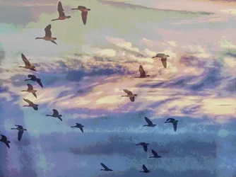 Oche in volo nel cielo al tramonto
