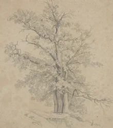 Albero