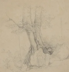 Albero e roccia