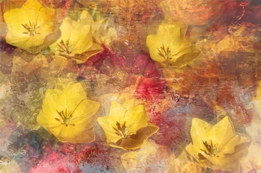 Tulipani gialli materici