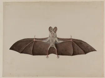 Falso vampiro minore asiatico
