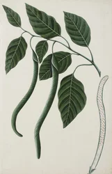 Frutta e foglie di una delle Bignoniaceae, 1785-89