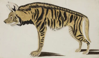 Iena, dopo il 1794