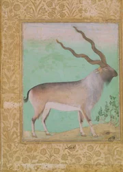 Stambecco, Mughal