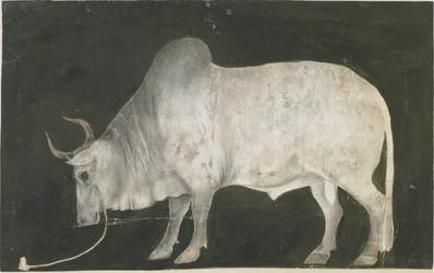 Toro indiano