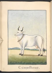 Kamadhenu, la mucca dell