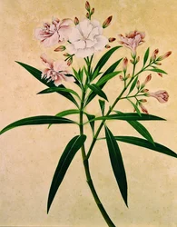 Oleandro, c.1840