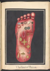 Il piede di Rama