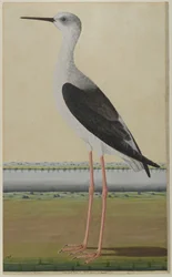 Uccello acquatico in un paesaggio, c.1780