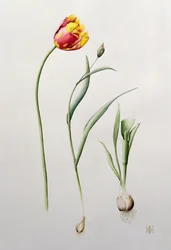 Tulipano Pappagallo
