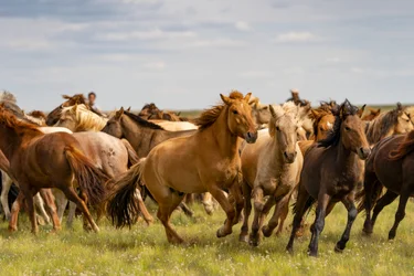 Un branco di cavalli nel Deserto del Gobi Meridionale, Mongolia, 2018 (foto)