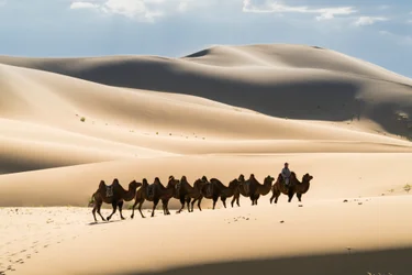Carovana di cammelli battriani nel Khongoryn Els, nel Parco nazionale di Gobi Gurvansaikhan, 2016