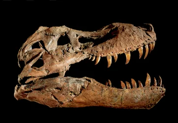 Teschio fossile di Tyrannosaurus Rex "Sue"