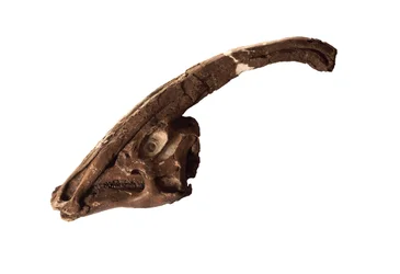 Parasaurolophus, un cranio e cresta originali al Royal Ontario Museum