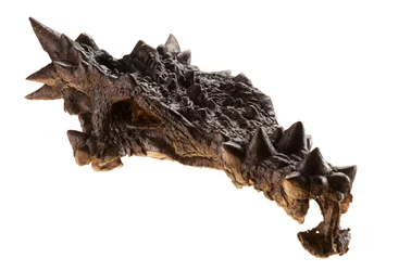 Il cranio del Dracorex al Children