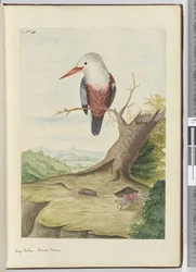 Martin pescatore. Isole Amiche, 1772-75