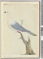 Piccione. Nuova Caledonia, 1772-75