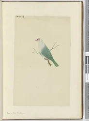 Colomba. Nuova Caledonia, 1772-75