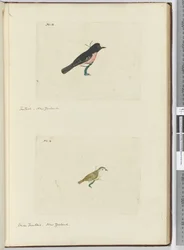 Coda a ventaglio. Nuova Zelanda  Piccola coda a ventaglio. Nuova Zelanda, 1772-75