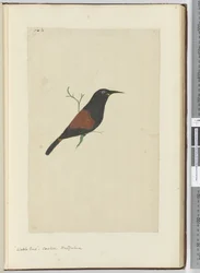 Uccello wattled. Cuculo. Nuova Zelanda, 1772-75
