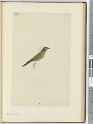 Uccello beffardo, 1772-75