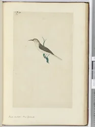 Piccolo cuculo. Nuova Zelanda, 1772-75