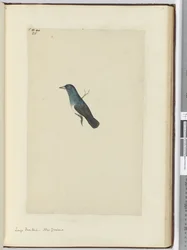 Grande coda a ventaglio. Nuova Zelanda, 1772-75