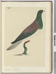 Piccione selvatico. Nuova Zelanda, 1772-75