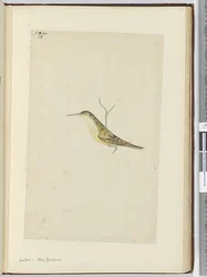 Cuculo. Nuova Zelanda, 1772-75