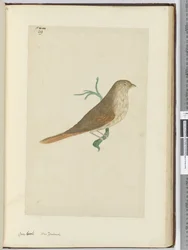 Grosbeak. Nuova Zelanda, 1772-75