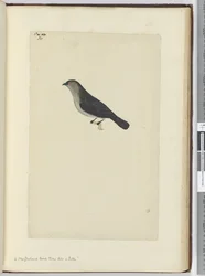 Un uccello della Nuova Zelanda addomesticato come un pettirosso, 1772-75
